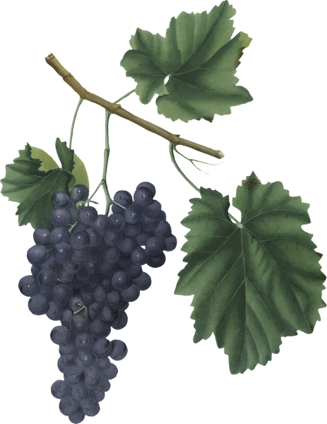 Bunch of Grapes Illustration