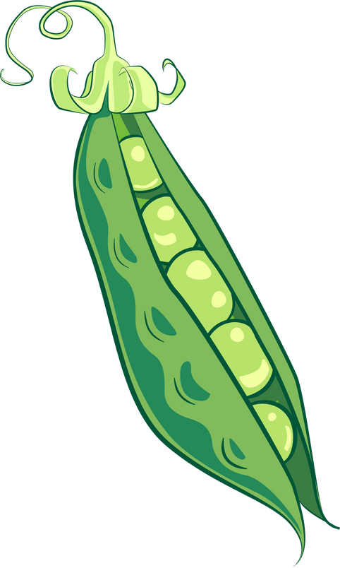 Pea Pod Illustration